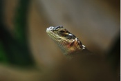 Leguánek modrý (Celoporus cyanogenys). ZOO Jihlava