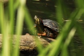 Želva nádherná (Trachemys scripta elegans). ZOO Jihlava