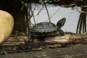Želva nádherná (Trachemys scripta elegans). ZOO Jihlava