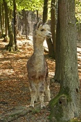Lama alpaka (Lama guanicoe f. pacos). ZOO Brno