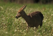 Srnec obecný (Capreolus capreolus). Těšenov