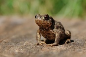 Ropucha obecná (Bufo bufo). Těšenov