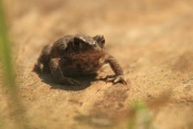 Ropucha obecná (Bufo bufo). Těšenov