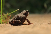 Ropucha obecná (Bufo bufo). Těšenov