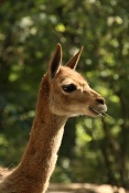 Lama vikuňa (Vicugna vicugna). ZOO Brno