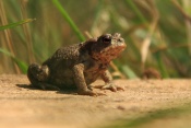 Ropucha obecná (Bufo bufo). Těšenov