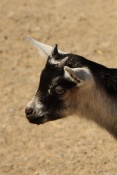 Koza domácí karpatská (Capra aegagrus f. hircus). ZOO Vyškov