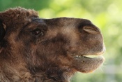 Velbloud dvouhrbý – Drabař (Camelus bactrianus). ZOO Vyškov