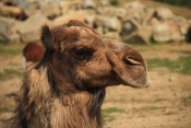 Velbloud dvouhrbý – Drabař (Camelus bactrianus). ZOO Vyškov 
