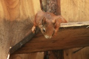 Veverka obecná (Sciurus vulgaris). ZOO Vyškov