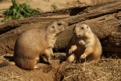Psoun prériový (Cynomys ludovicianus). ZOO Brno