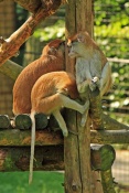 Kočkodan husarský (Erythrocebus patas ). ZOO Olomouc 