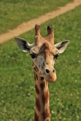 Žirafa Rothschildova (Giraffa camelopardalis rothschildi). ZOO Olomouc