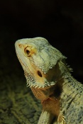 Agama vousatá – bradatá (Pogona vitticeps. ZOO Olomouc