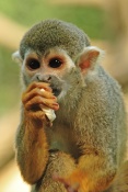 Kotul veverkovitý (Saimiri sciureus). ZOO Olomouc