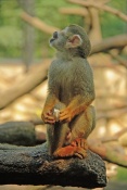 Kotul veverkovitý (Saimiri sciureus). ZOO Olomouc