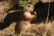 Psoun prériový (Cynomys ludovicianus). ZOO Brno