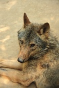 Vlk iberský (Canis lupus signatus). ZOO Olomouc