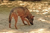 Vlk iberský (Canis lupus signatus). ZOO Olomouc
