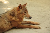 Vlk iberský (Canis lupus signatus). ZOO Olomouc