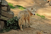 Vlk arktický (Canis lupus arctos). ZOO Olomouc