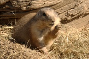 Psoun prériový (Cynomys ludovicianus). ZOO Brno