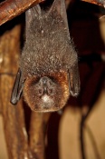 Kaloň zlatý (Pteropus rodricensis). ZOO Olomouc