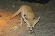 Fenek (Vulpes zerda). ZOO Olomouc