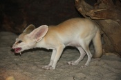 Fenek (Vulpes zerda). ZOO Olomouc
