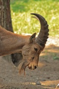Kozorožec sibiřský (Capra sibirica). ZOO Olomouc