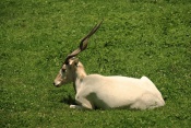 Adax (Addax nasomaculatus). ZOO Olomouc
