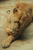 Lev berberský (Panthera leo leo). ZOO Olomouc