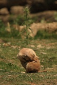 Psoun prériový (Cynomys ludovicianus). ZOO Olomouc