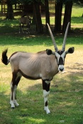 Oryx jihoafrický (Oryx gazella gazela). ZOO Olomouc