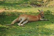 Klokan rudý (Macropus rufus). ZOO Olomouc