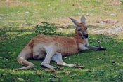 Klokan rudý (Macropus rufus). ZOO Olomouc