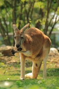 Klokan rudý (Macropus rufus). ZOO Olomouc