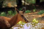 Kamzík horský (Rupicapra rupicapra). ZOO Olomouc
