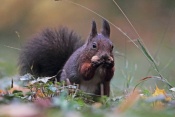 Veverka obecná (Sciurus vulgaris). Park Štěpánka, Mladá Boleslav