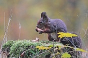 Veverka obecná (Sciurus vulgaris). Park Štěpánka, Mladá Boleslav