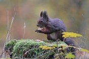 Veverka obecná (Sciurus vulgaris). Park Štěpánka, Mladá Boleslav