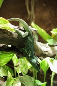 Anolis rytířský (Anolis equestris). ZOO Brno