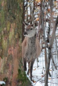Jelen evropský – lesní (Cervus elaphus). Obora Nové Hrady