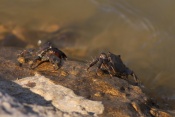 Krab obecný (Carcinas maenas). St. Maries de la Mer. Camarque. Francie