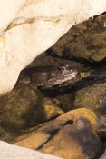 Skokan skřehotavý (Pelophylax ridibundus). Kaňon řeky Ardéche. Francie