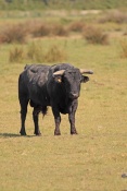 Tur domácí (Bos primigenius f. taurus) – camargské černé plemeno. Camarque. Francie