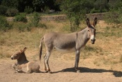 Osel domácí (Equus asinus f. domestica). Les Beaux.Provence.Francie