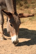 Osel domácí (Equus asinus f. domestica). Les Beaux.Provence.Francie