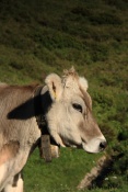 Tur domácí (Bos primigenius f. taurus) - plemeno Brown Swiss. Oberalppass. Švýcarsko