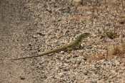 Ještěrka zelená (Lacerta viridis). U La Ciotat. Francie